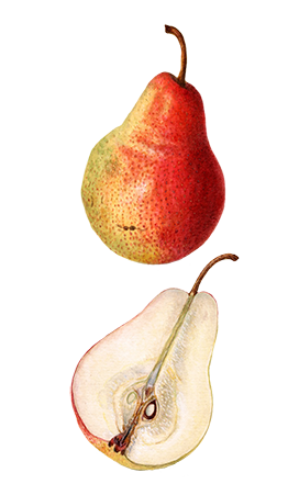 pear and sliced pear clipart 