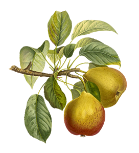 pear fruit clipart png