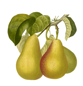 vintage pear drawing