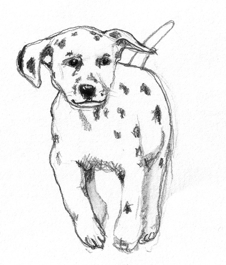 Dog sketches - Pencil drawings of dogs