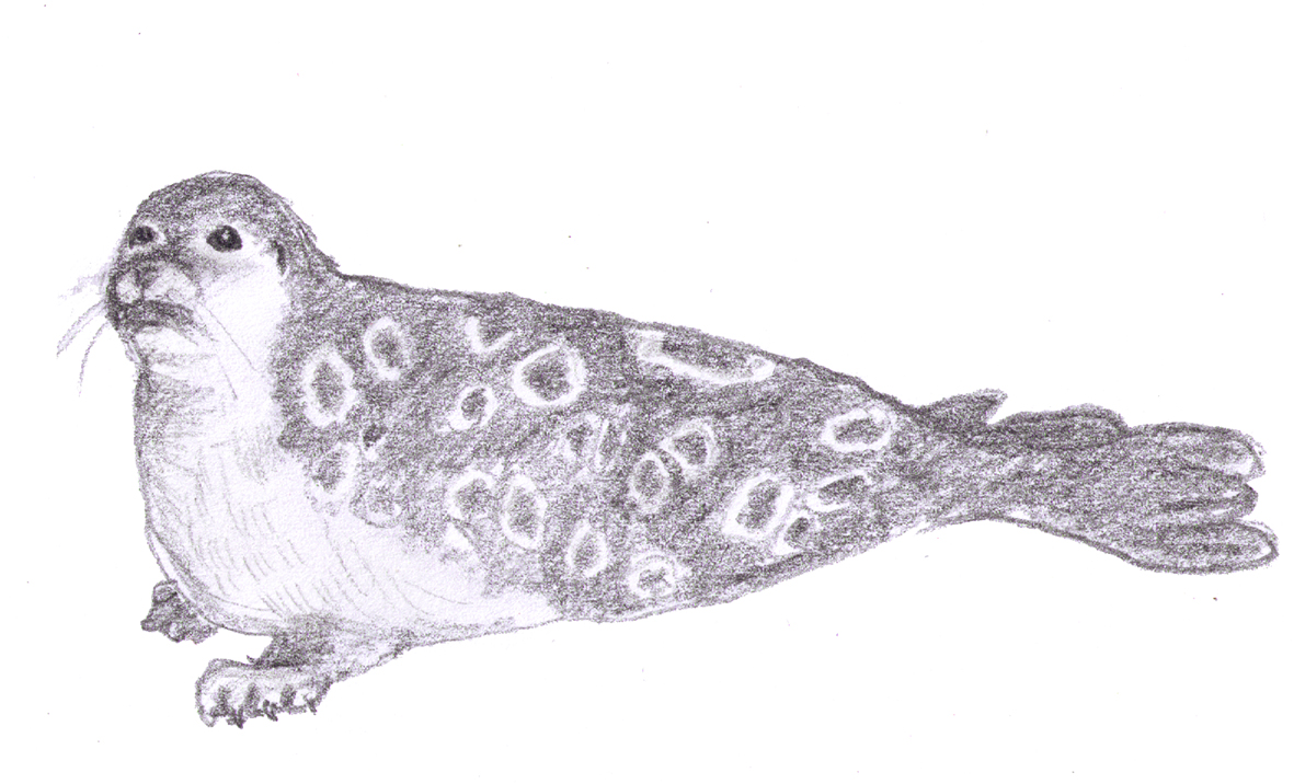 pencil drawing of seal