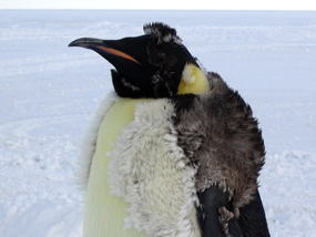 molting emperor penguin