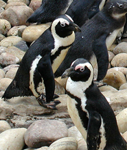 african penguins facts
