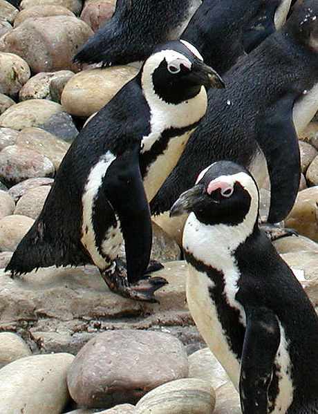 two African penguins