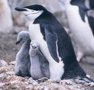 chinstrap penguin with chicks clipart