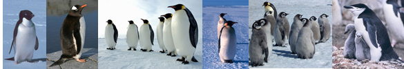 penguin facts border with penguins