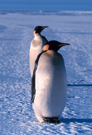 emperor penguins