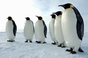 penguin pictures emperor penguins