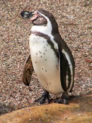 humboldt penguin pictures