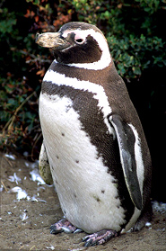 magellani penguin pictures