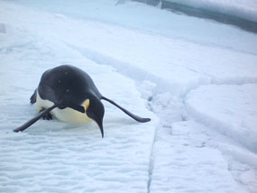 tobogganing penguin emperor