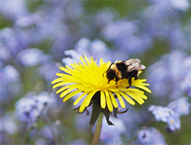 photo dandelion with bee