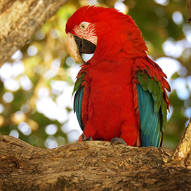 photo of a red Macaw