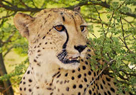 face of an African cheetah