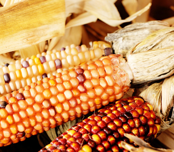photo of Indian corn