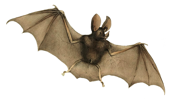 phyllophora mygolitis bat clipart