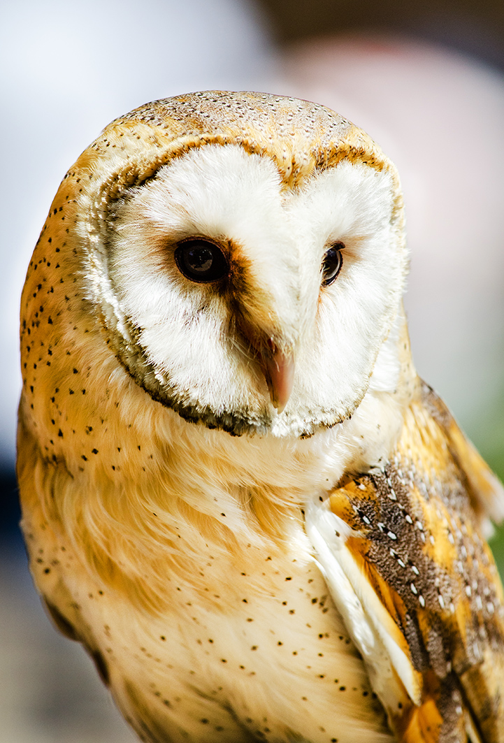 picture of barn owl