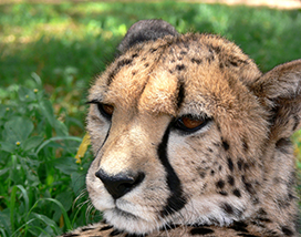 picture of cheetah's head