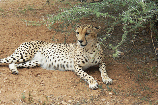 picture of cheetah resting in the shadow