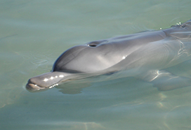 picture of dolphin