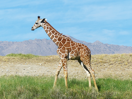 picture of giraffe on savannah