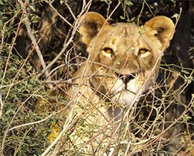 picture of lioness in Africa