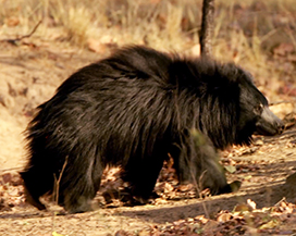 picture of Sloth bear