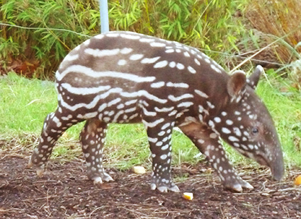 young tapir