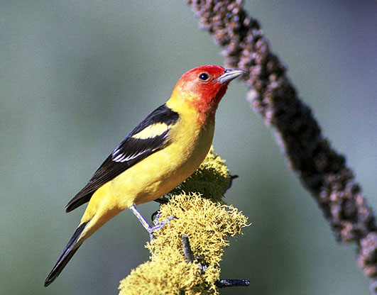 pictures of birds Western Tanager