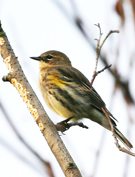 pictures-of-birds-yellow-rumped-Warbler