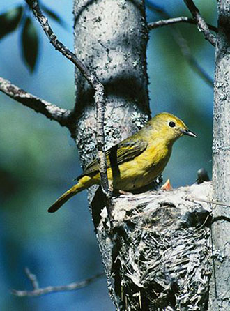 Yellow Warbler attends to nest