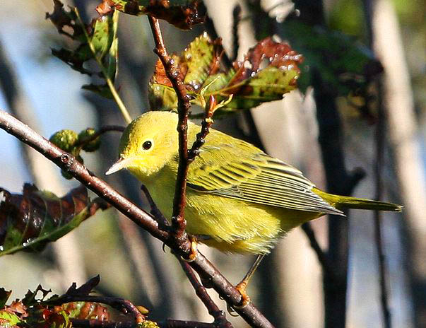 Yellow Warbler in tree