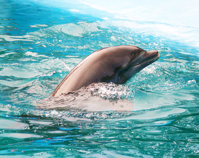 pictures of dolphin surfacing