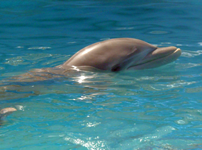 single dolphin