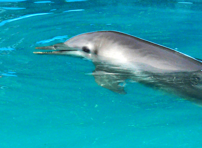 head of dolphin surfacing photo