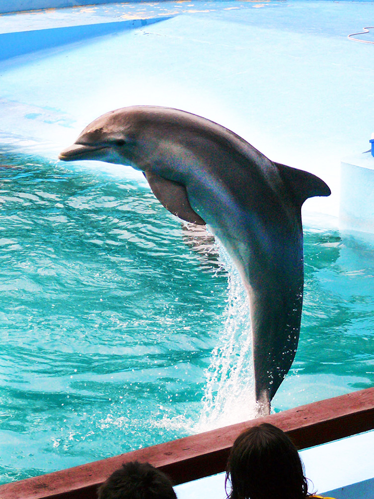 jumping dolphin photo