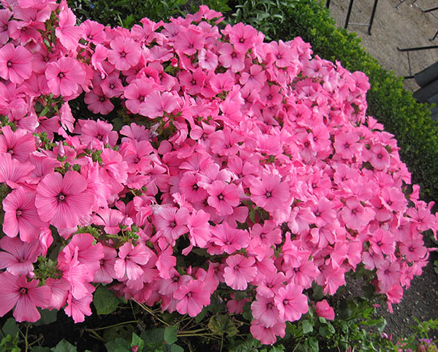 picture of lots of pink flowers