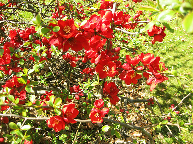 Lots of red flowers