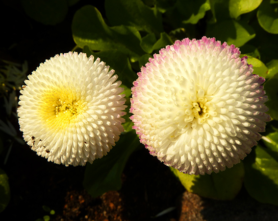 two round flowers