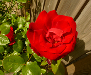 Red valentine rose