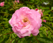 rose photo pink rose