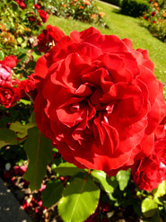 red rose images photo