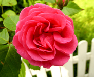 rose clipart pink rose