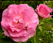 Free rose clipart pink rose rosebud