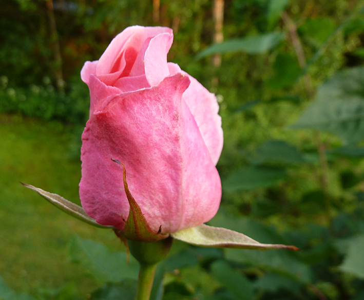 pink rosebud in the summer