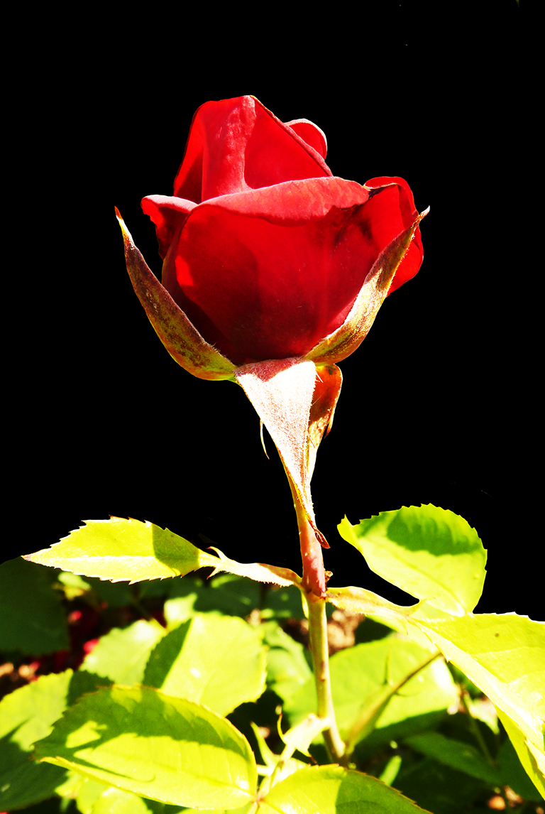 red rose black  background