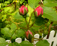 pictures of roses rosebuds