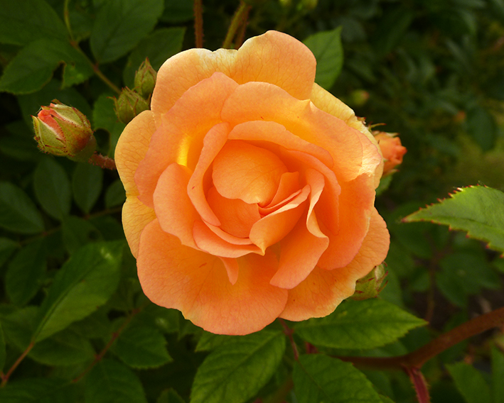wonderful orange rose and rose buds