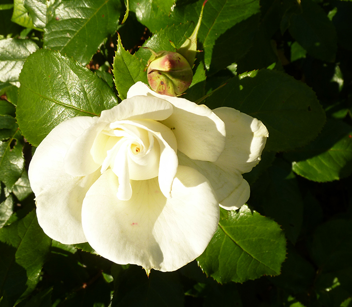 white rose clipart