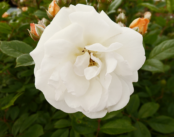 White rose in garden